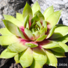 Sempervivum 'My Lemon Queen'