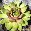 Sempervivum 'My Lemon Queen'