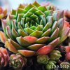 Sempervivum Colorockz® 'Ruby Lime©'