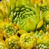 Sempervivum Colorockz® 'Ruby Lime©'