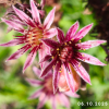 Sempervivum Colorockz® 'Ruby Lime©'