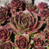 Sempervivum Colorockz® 'Ruby Lime©'