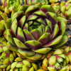 Sempervivum Colorockz® 'Ruby Lime©'