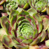 Sempervivum Colorockz® 'Ruby Lime©'