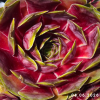 Sempervivum 'Cherokee'