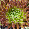 Sempervivum 'Sweet Litschi'