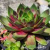 Sempervivum Colorockz® 'Ruby Lime©'