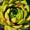 Sempervivum Colorockz® 'Ruby Lime©'