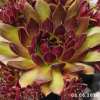 Sempervivum 'Corporal'