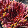Sempervivum 'Corporal'