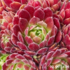 Sempervivum 'Just Peachy'