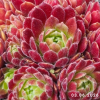 Sempervivum 'Just Peachy'