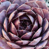 Sempervivum 'Volkmar Schara'