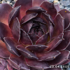 Sempervivum 'Volkmar Schara'