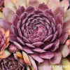 Sempervivum 'Volkmar Schara'