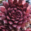 Sempervivum 'Volkmar Schara'