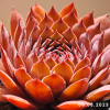 Sempervivum 'Volkmar Schara'