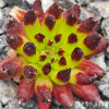 Sempervivum 'Bananas'