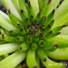 Sempervivum 'Bananas'