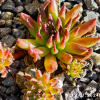 Sempervivum 'Bananas'