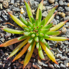 Sempervivum 'Bananas'