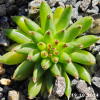 Sempervivum 'Bananas'