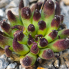 Sempervivum 'Bananas'