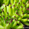 Sempervivum 'Bananas'