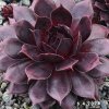 Sempervivum Colorockz® 'Blushing Garnet'©