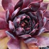 Sempervivum Colorockz® 'Blushing Garnet'©