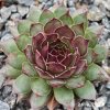 Sempervivum Colorockz® 'Blushing Garnet'©