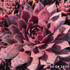 Sempervivum Colorockz® 'Blushing Garnet'©