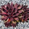 Sempervivum Colorockz® 'Blushing Garnet'©