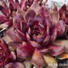 Sempervivum Colorockz® 'Blushing Garnet'©