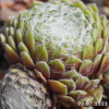 Sempervivum 'Snow Baby'