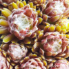 Sempervivum 'Snow Baby'