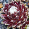 Sempervivum 'Snow Baby'