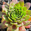 Sempervivum 'Hualālai'