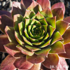 Sempervivum 'Hualālai'