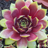 Sempervivum 'Hualālai'