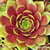 Sempervivum 'Hualālai'