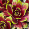Sempervivum 'Hualālai'