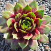 Sempervivum 'Hualālai'