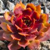 Sempervivum Chick Charms® GIANTS 'Gold Mine'