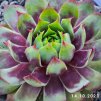 Sempervivum Chick Charms® GIANTS 'Gold Mine'