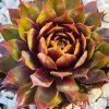 Sempervivum Chick Charms® GIANTS 'Gold Mine'