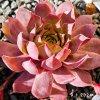 Sempervivum Chick Charms® GIANTS 'Gold Mine'