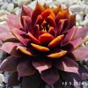 Sempervivum Chick Charms® GIANTS 'Gold Mine'