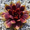 Sempervivum Chick Charms® GIANTS 'Gold Mine'