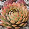 Sempervivum Chick Charms® GIANTS 'Gold Mine'